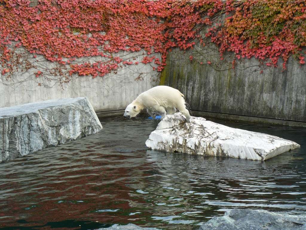 Wilbär