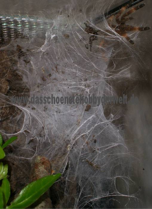 Psalmopoeus reduncus