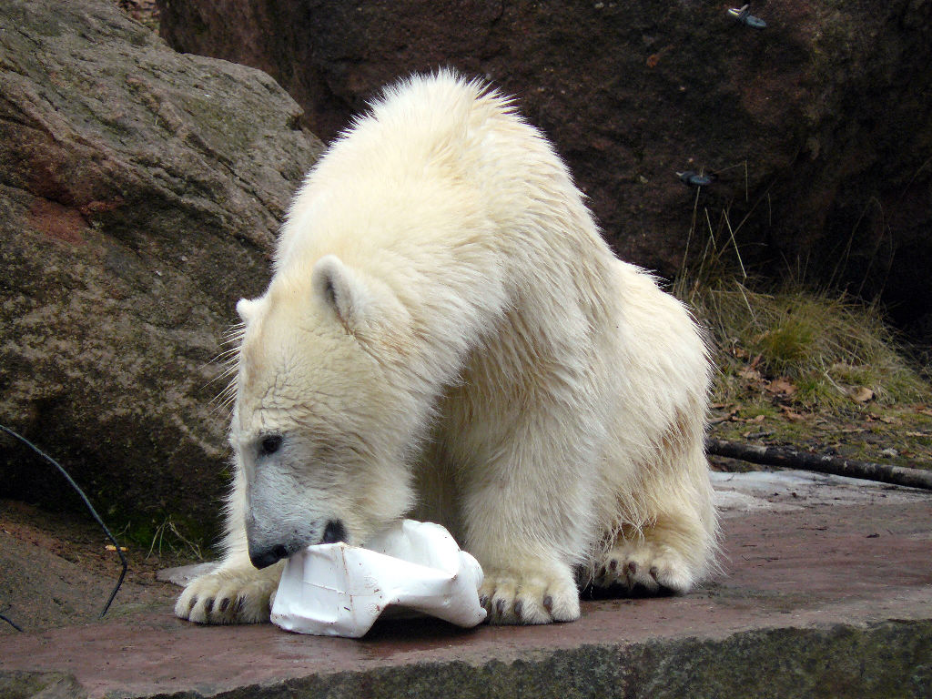 Eisbär Flocke